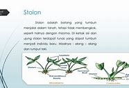 Stolon Adalah Bentuk Modifikasi Dari